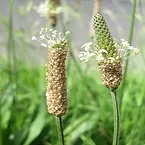Psyllium Husk 1