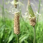 Psyllium Husk
