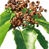 Raisin Tree