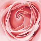 Rose 2