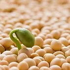Soy