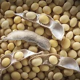 Soybean compressor