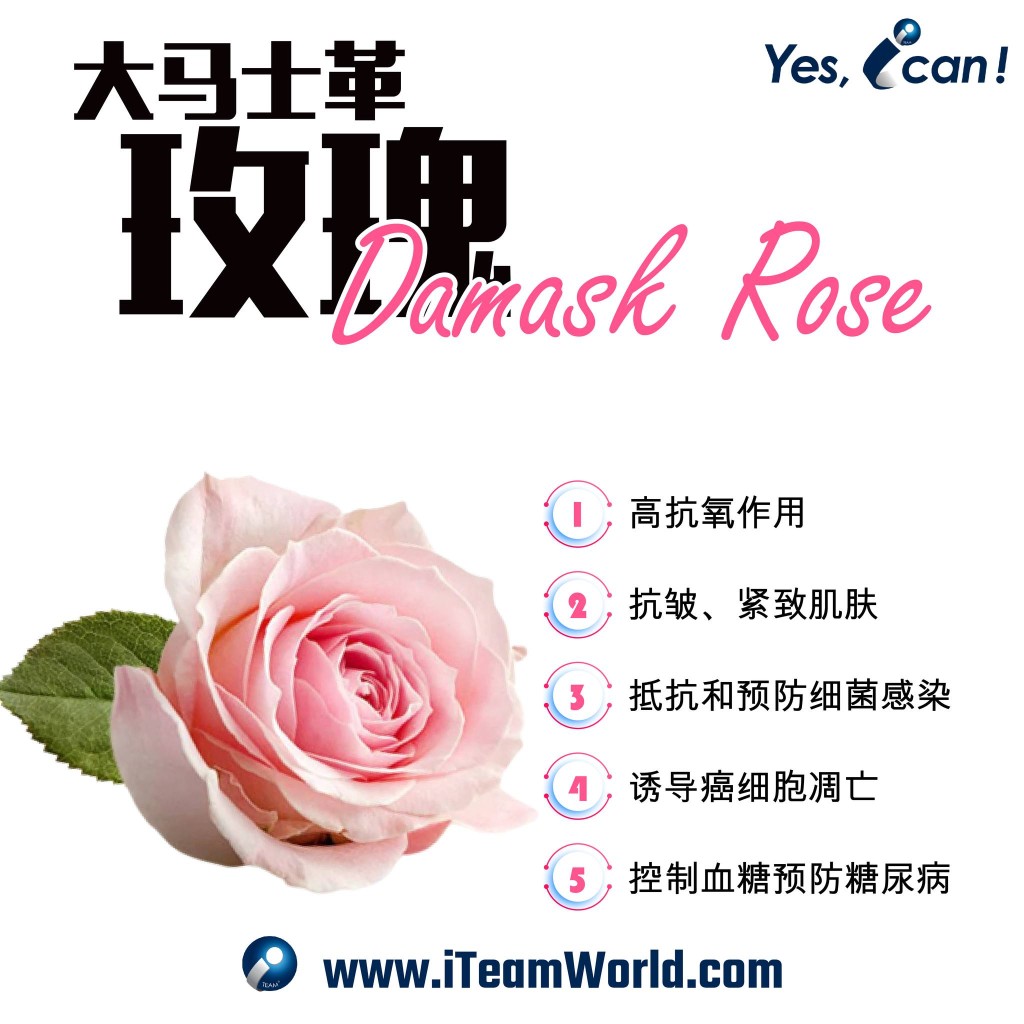 goji_rose_230708