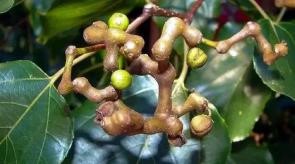 raisintree fruit