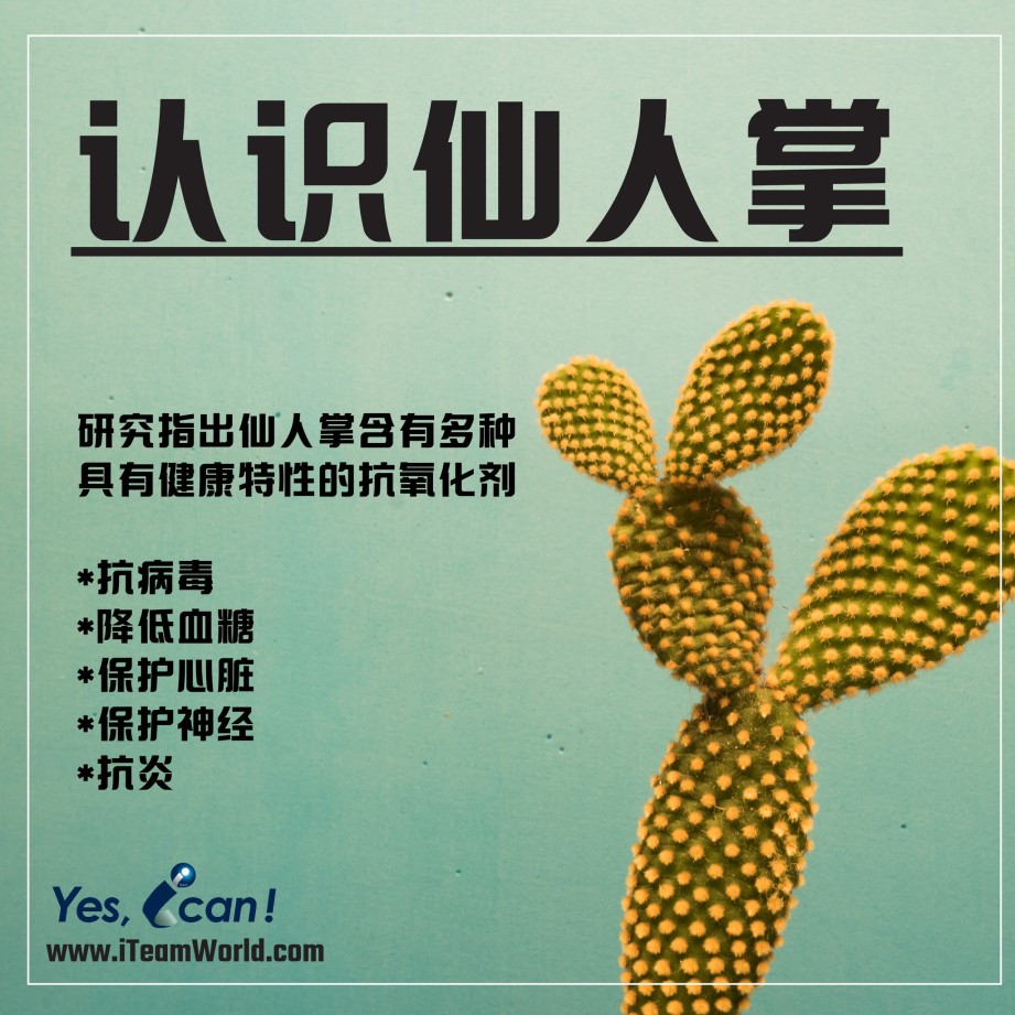 – 仙人掌 1 1
