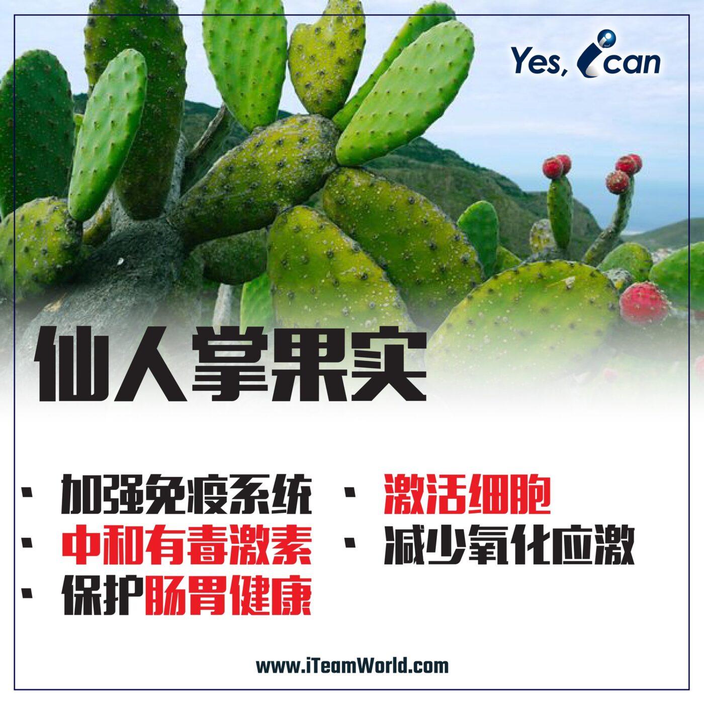 – 仙人掌 2