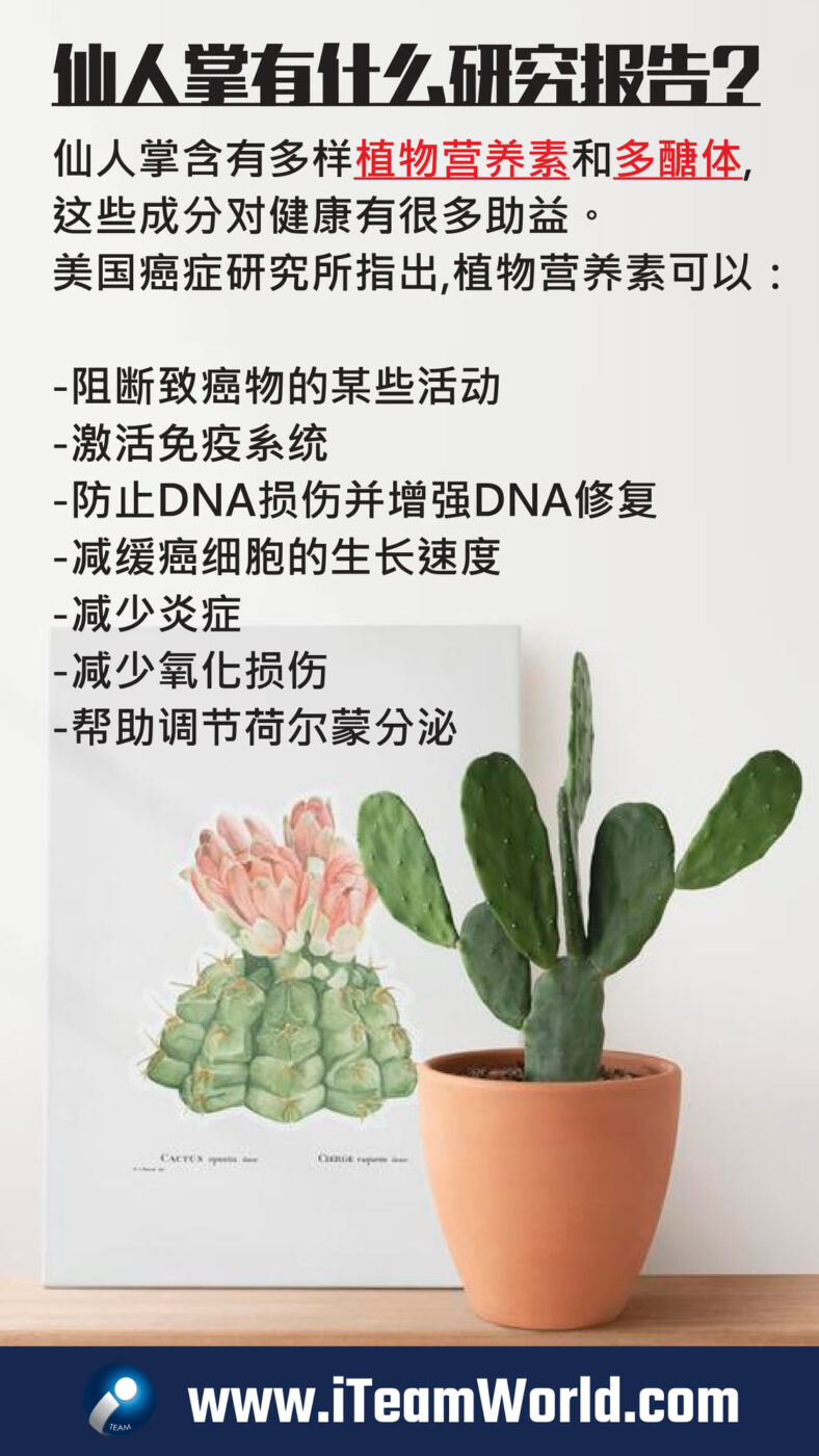 – 仙人掌 3