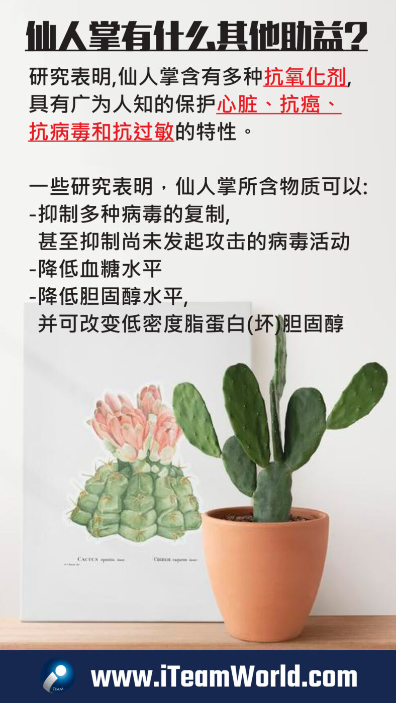 – 仙人掌 4