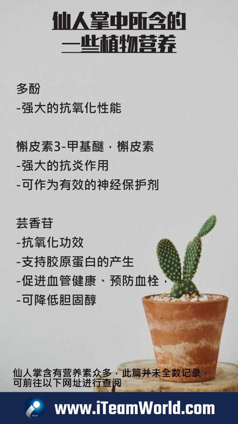 – 仙人掌 6