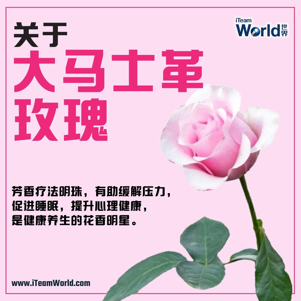 – 大马士革玫瑰 1
