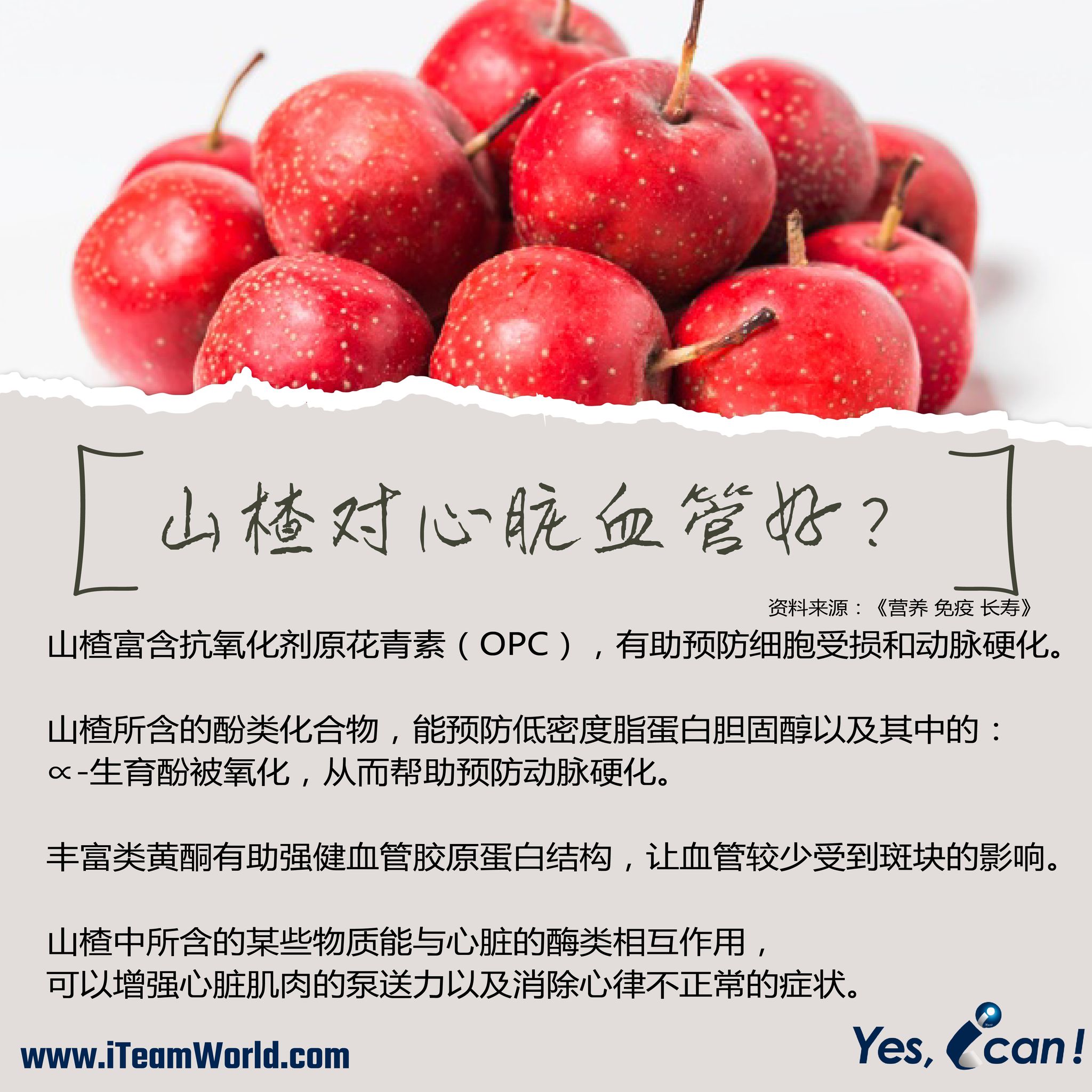 – 山楂 2