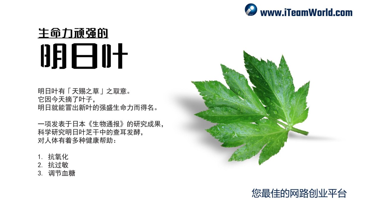 植物性食物 – 明日叶 1