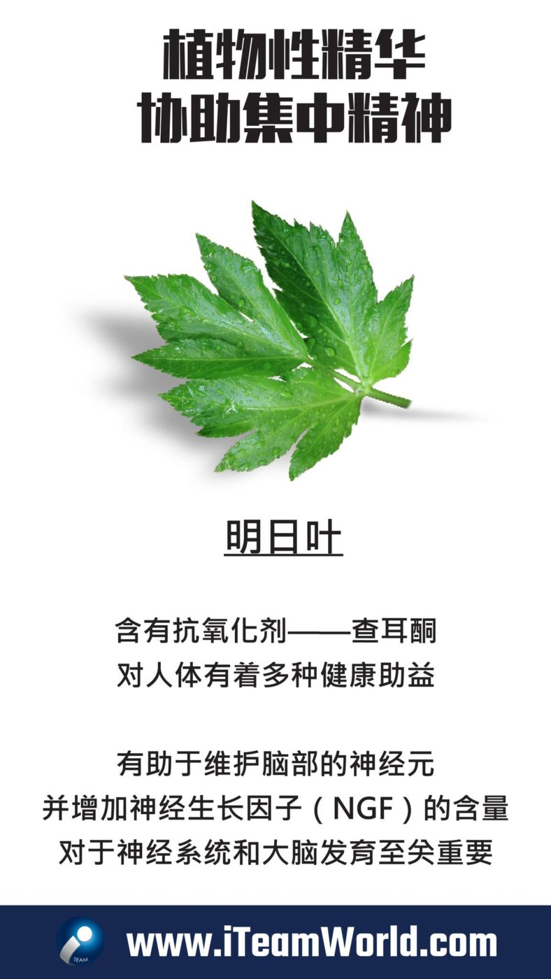 – 明日叶 3
