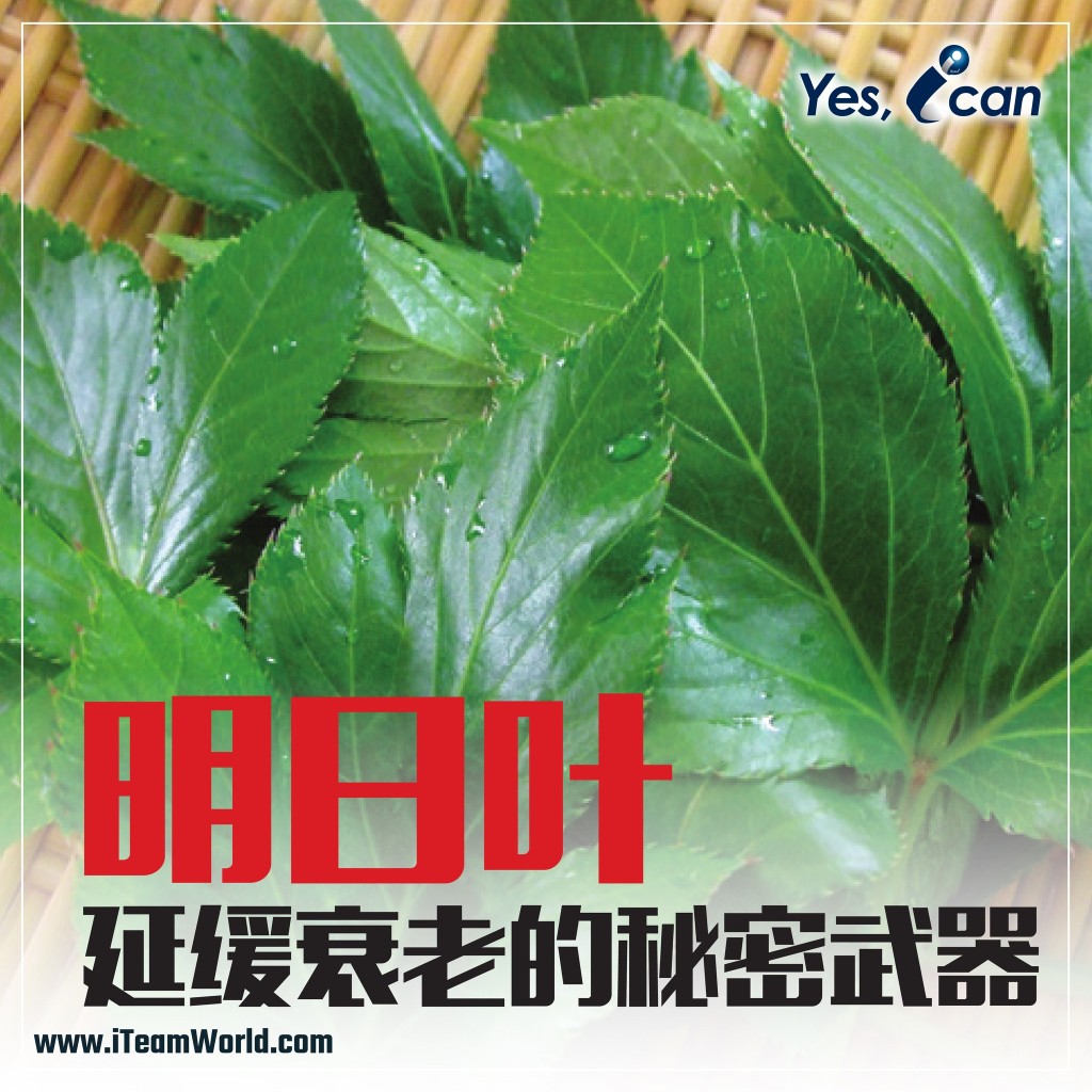 – 明日叶 延缓老化 1