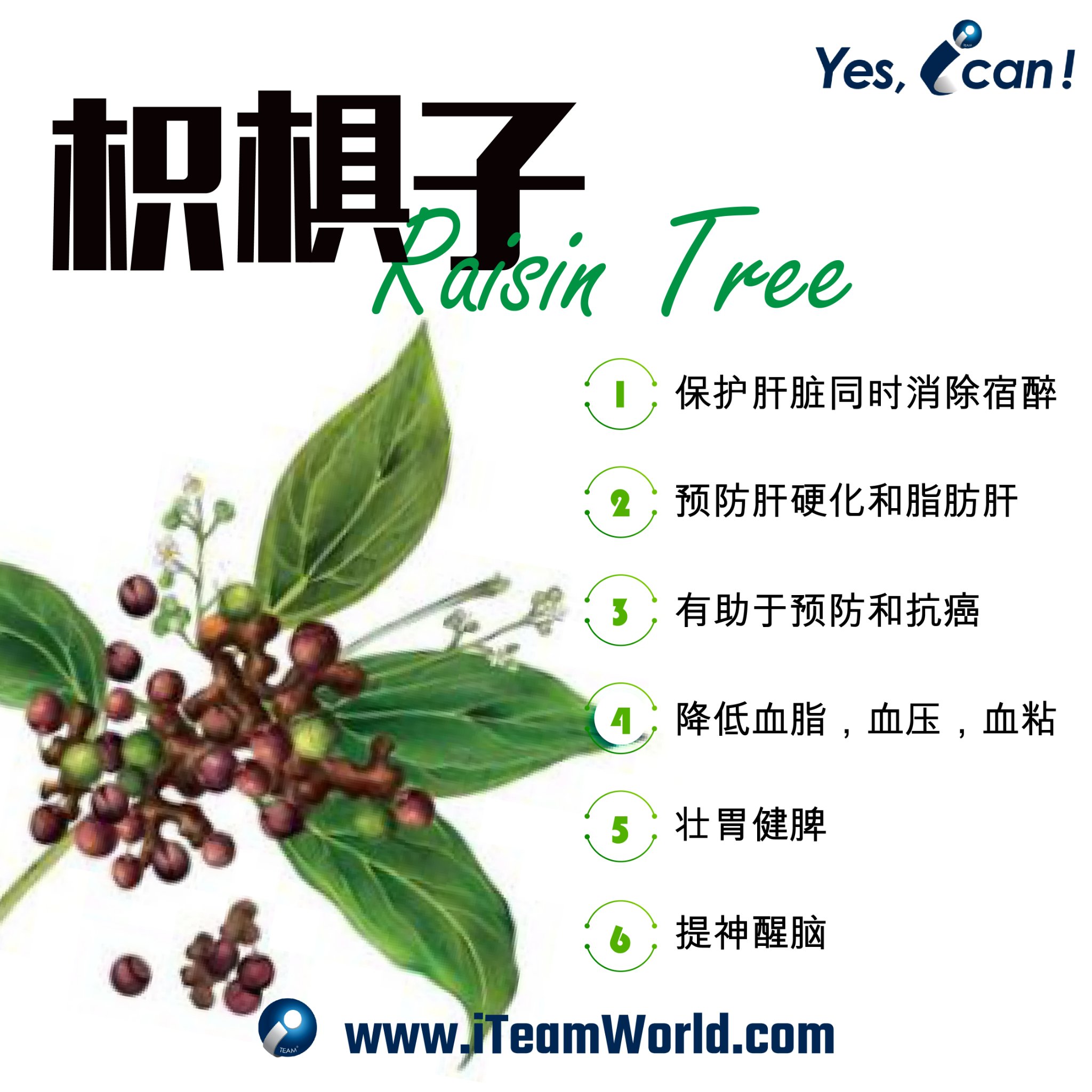 植物性食物 – 枳椇子，西洋參，羅漢果 1