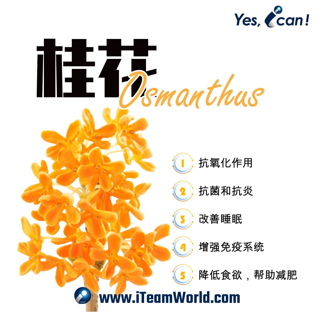 植物性食物 – 桂花 2