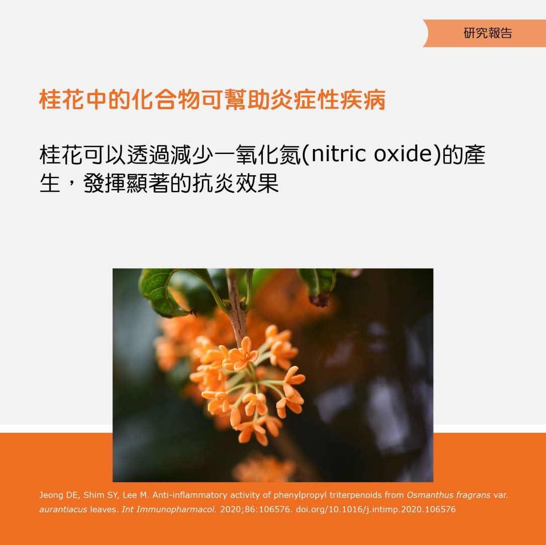 植物性食物 – 桂花 4