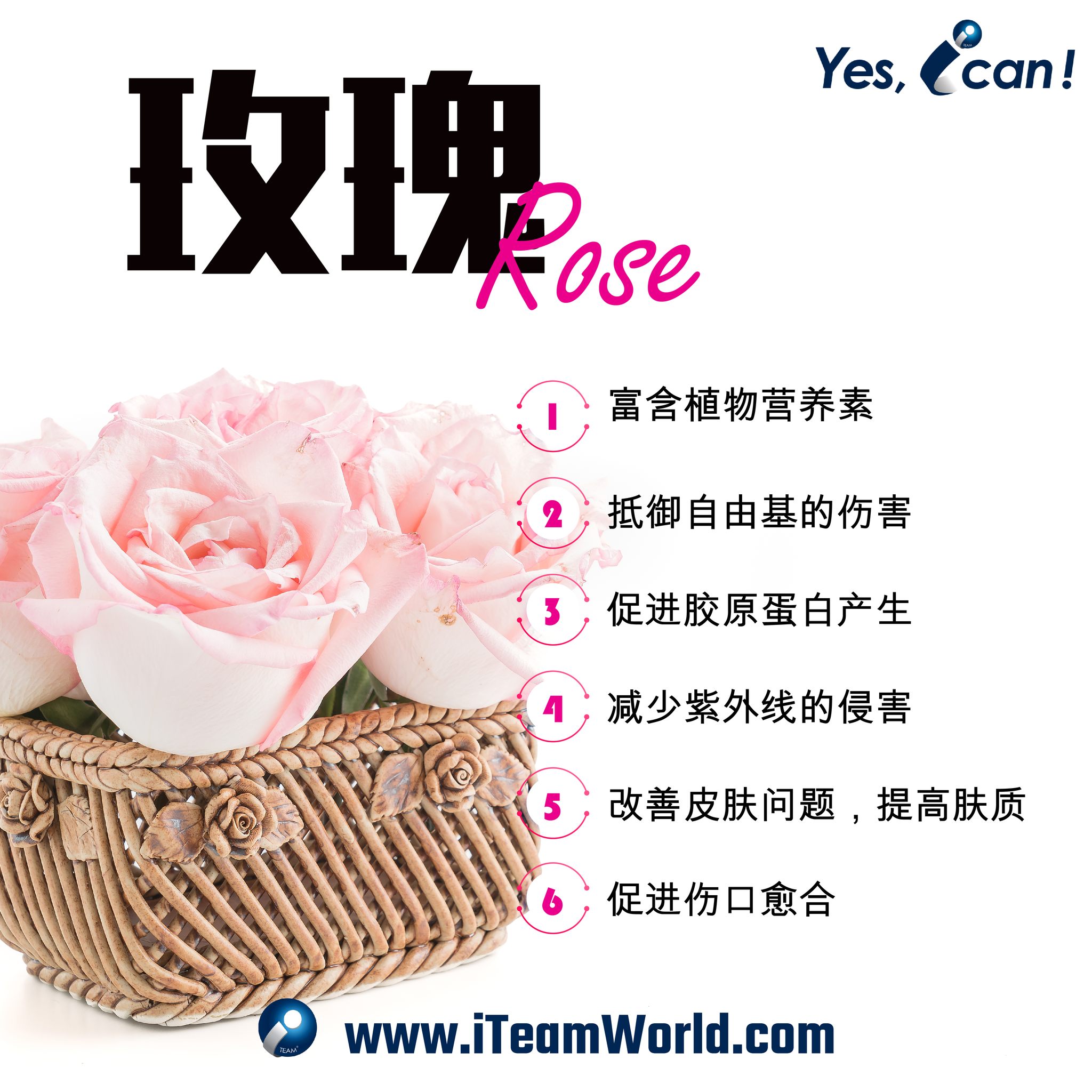 – 玫瑰 1