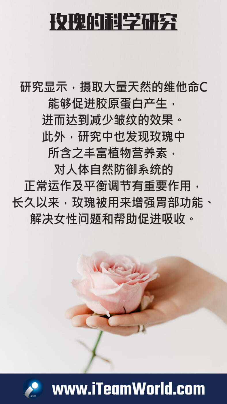 – 玫瑰 2