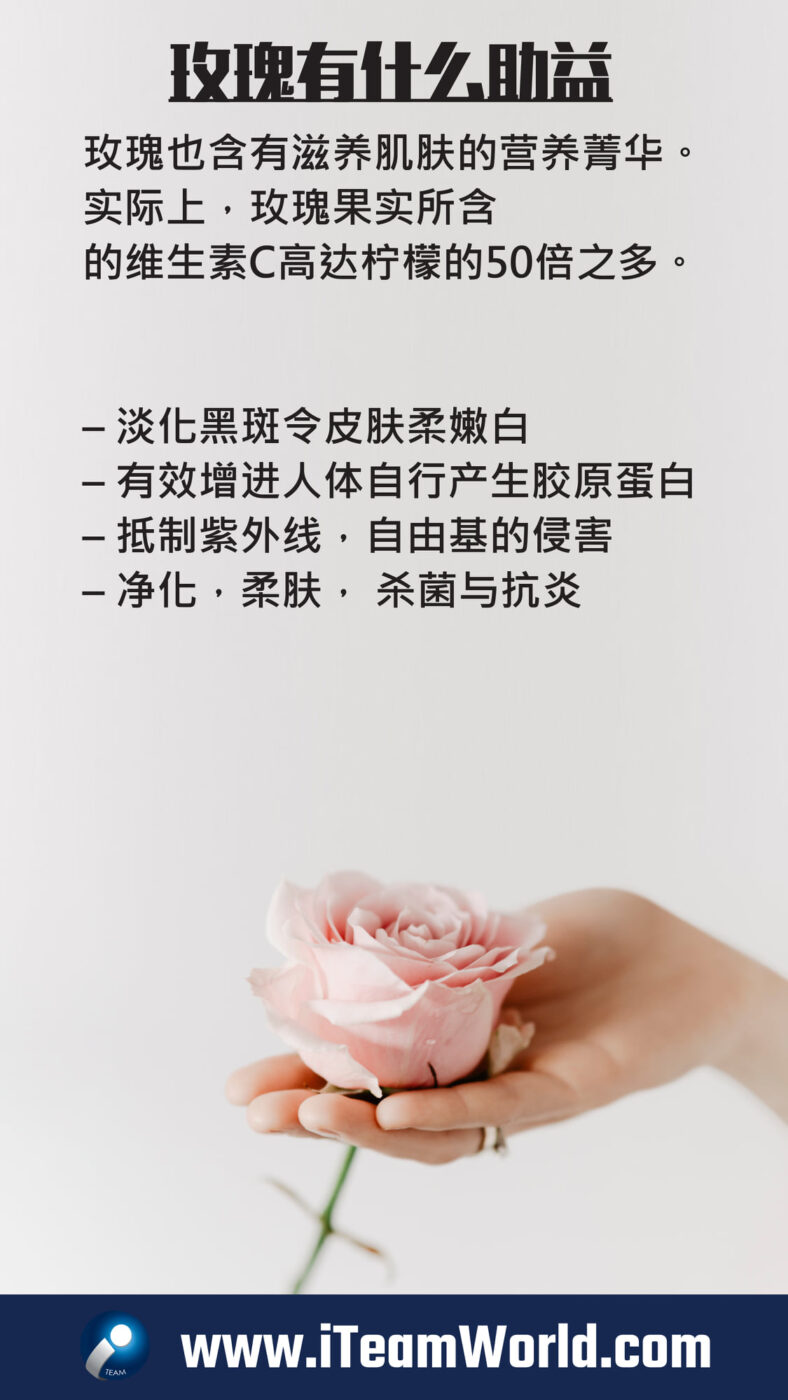 – 玫瑰 3