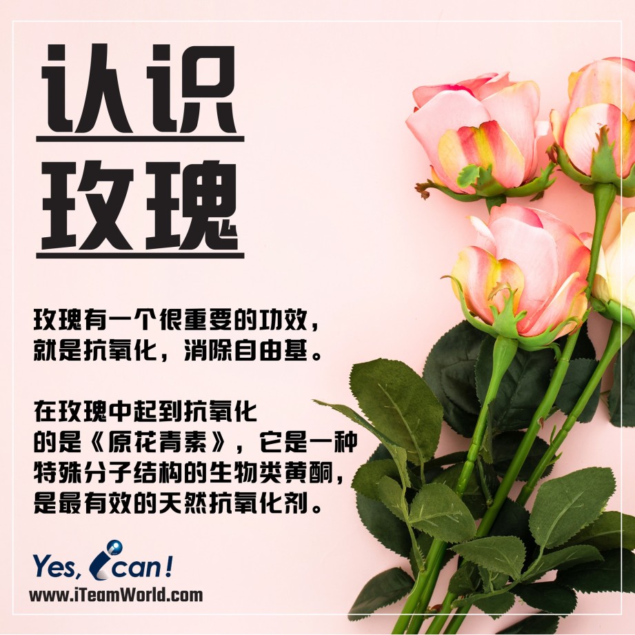 植物性食物 – 玫瑰 II 1