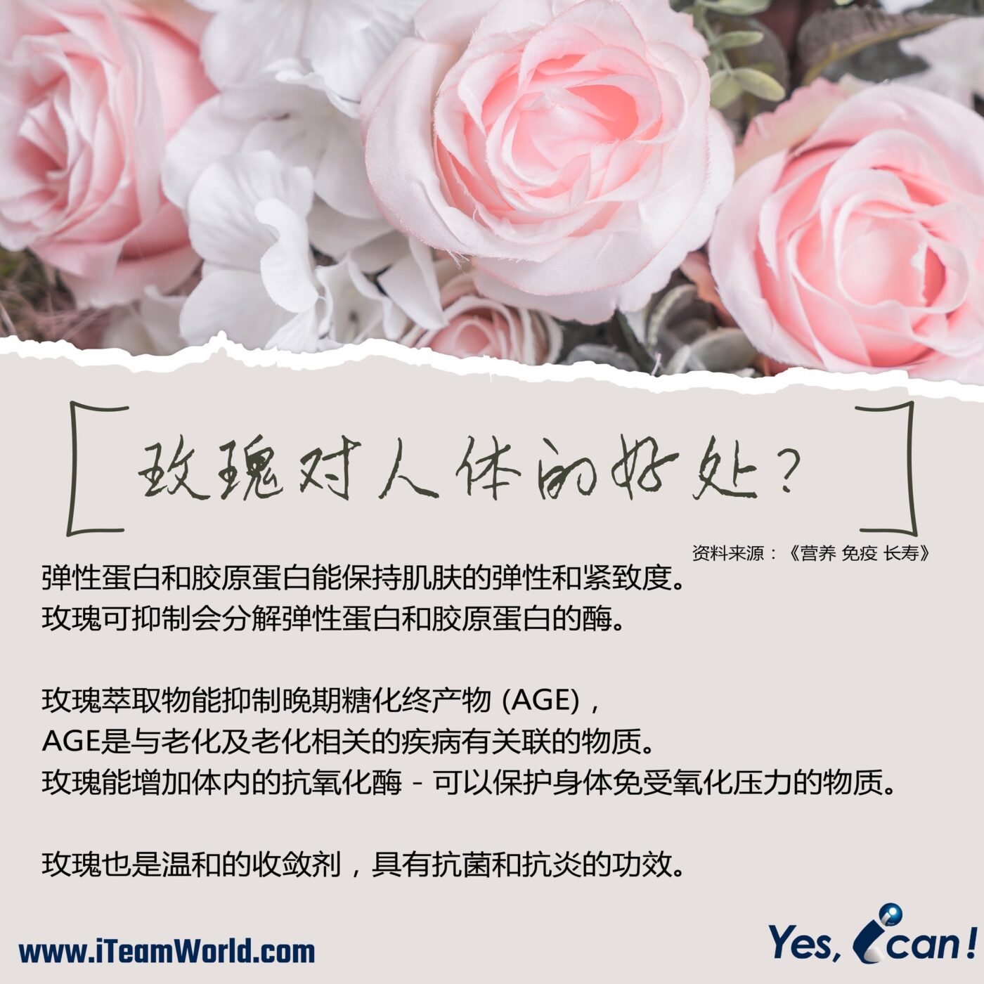 – 玫瑰 II 2