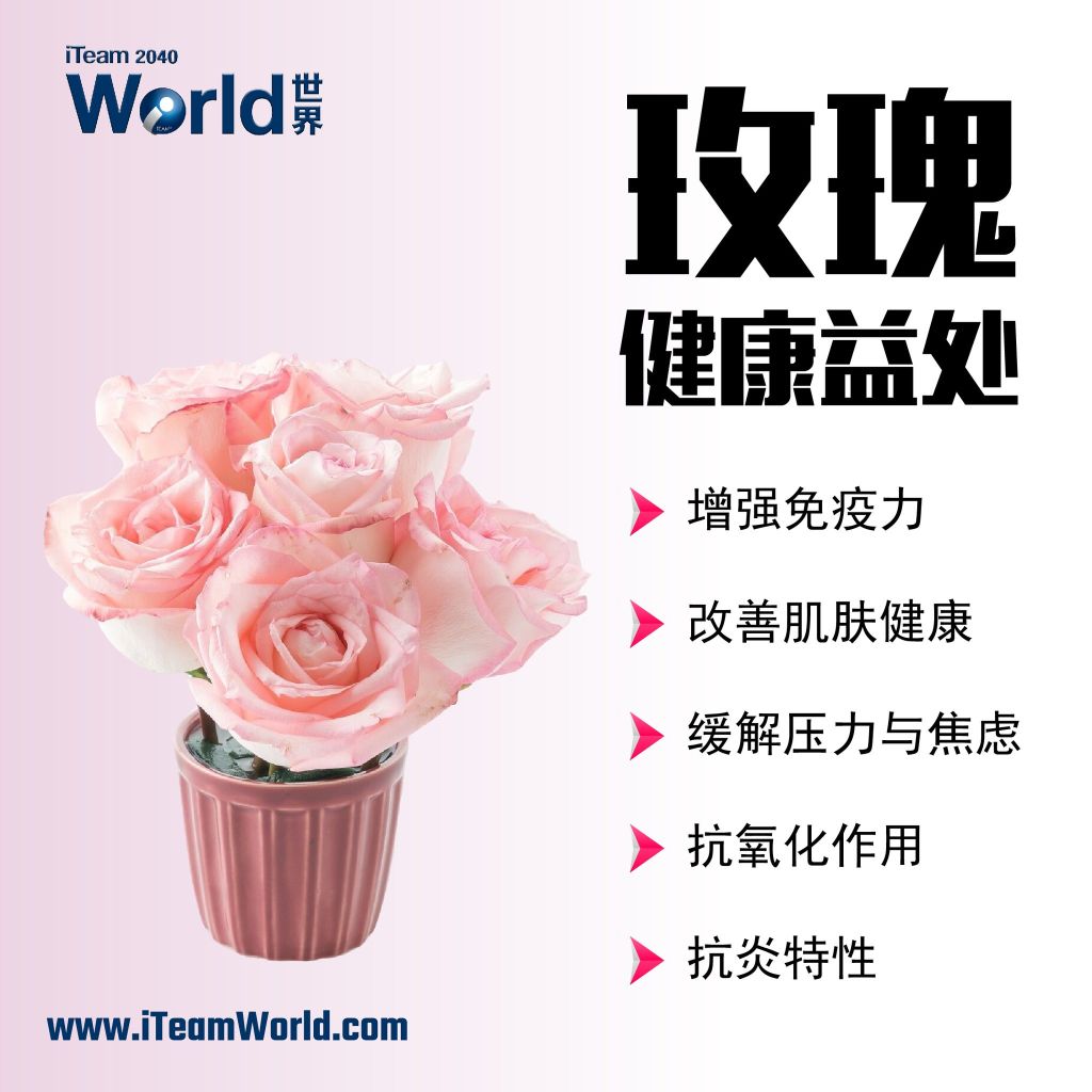 – 玫瑰的永恒之美与健康益处 2