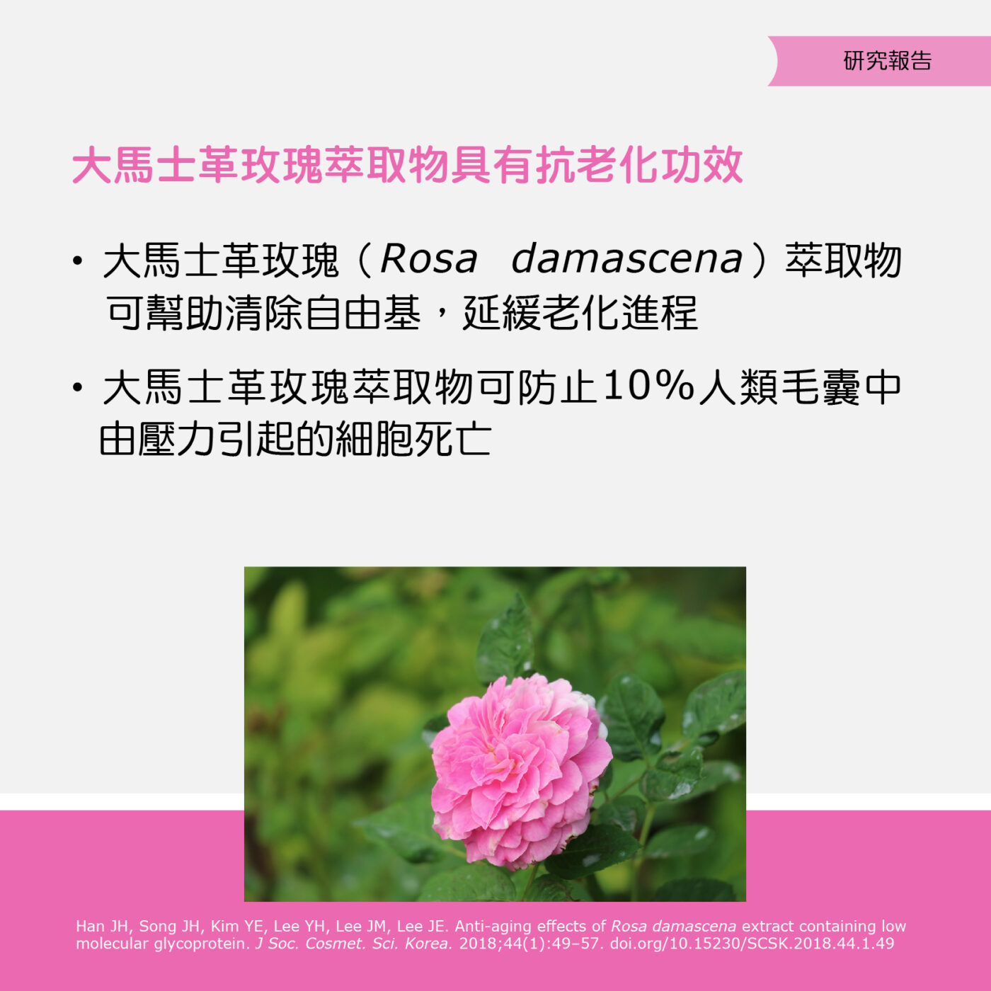 – 玫瑰的永恒之美与健康益处 3