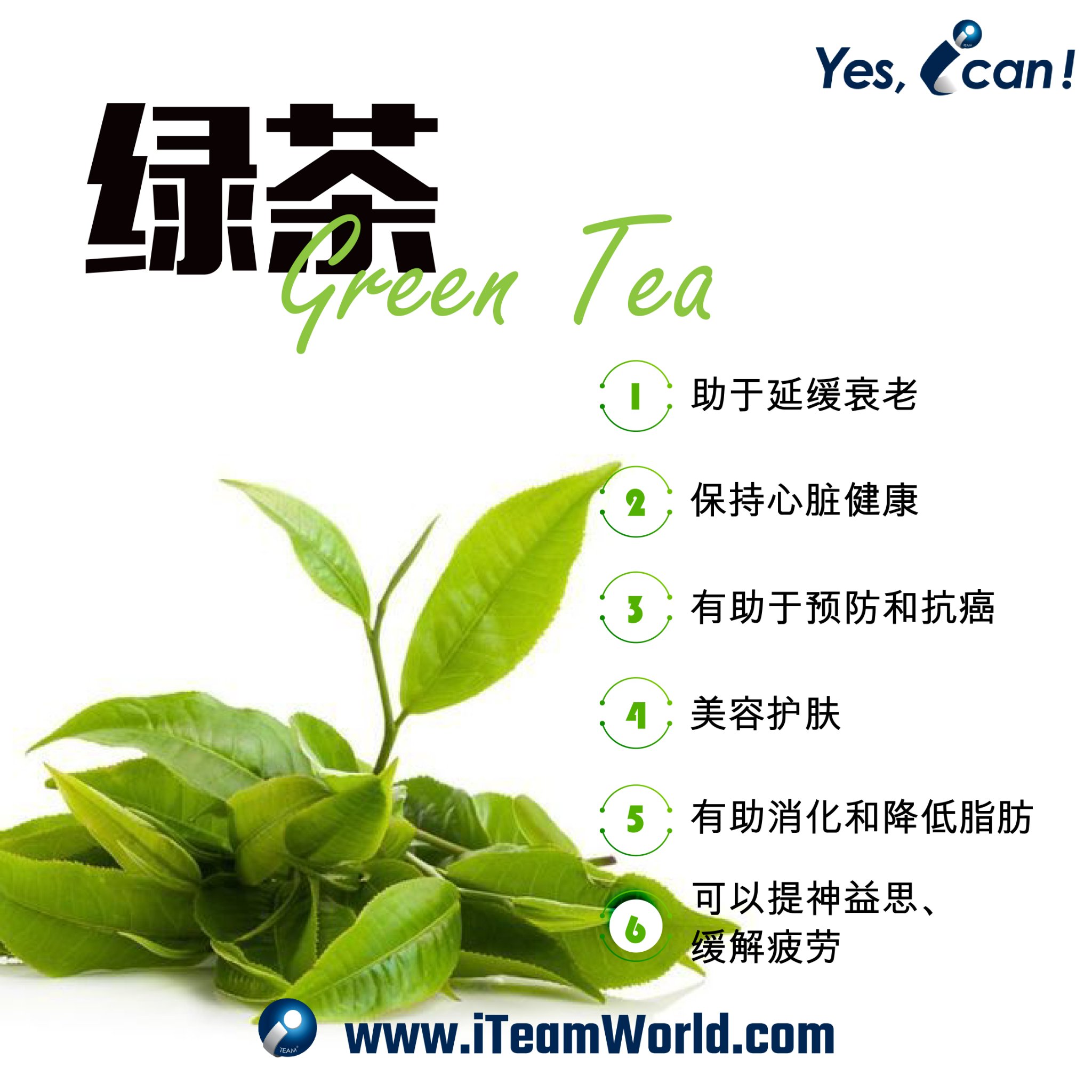 植物性食物 – 绿茶、茉莉、明日叶 1