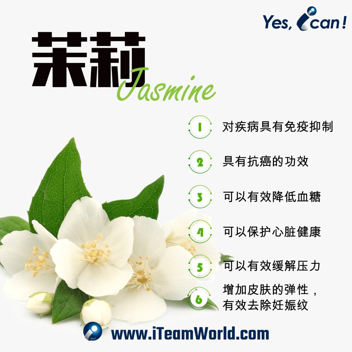 植物性食物 – 绿茶、茉莉、明日叶 2