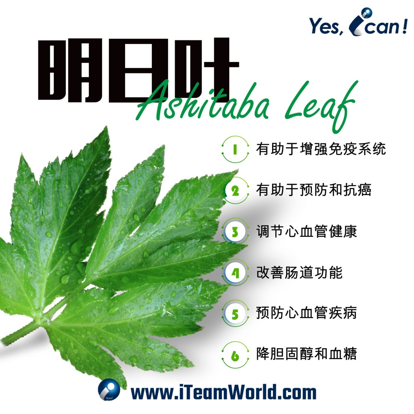 – 绿茶、茉莉、明日叶 3