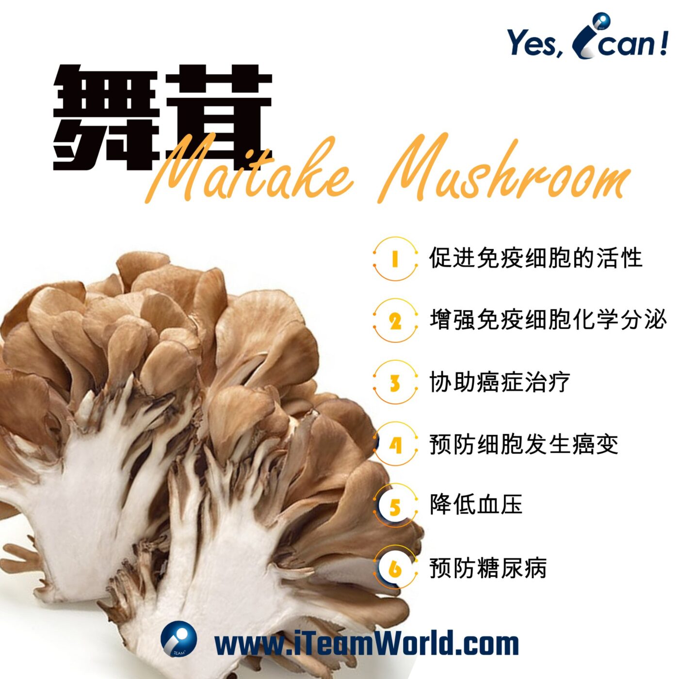 植物性食物 – 菇类含有丰富的多醣体 2