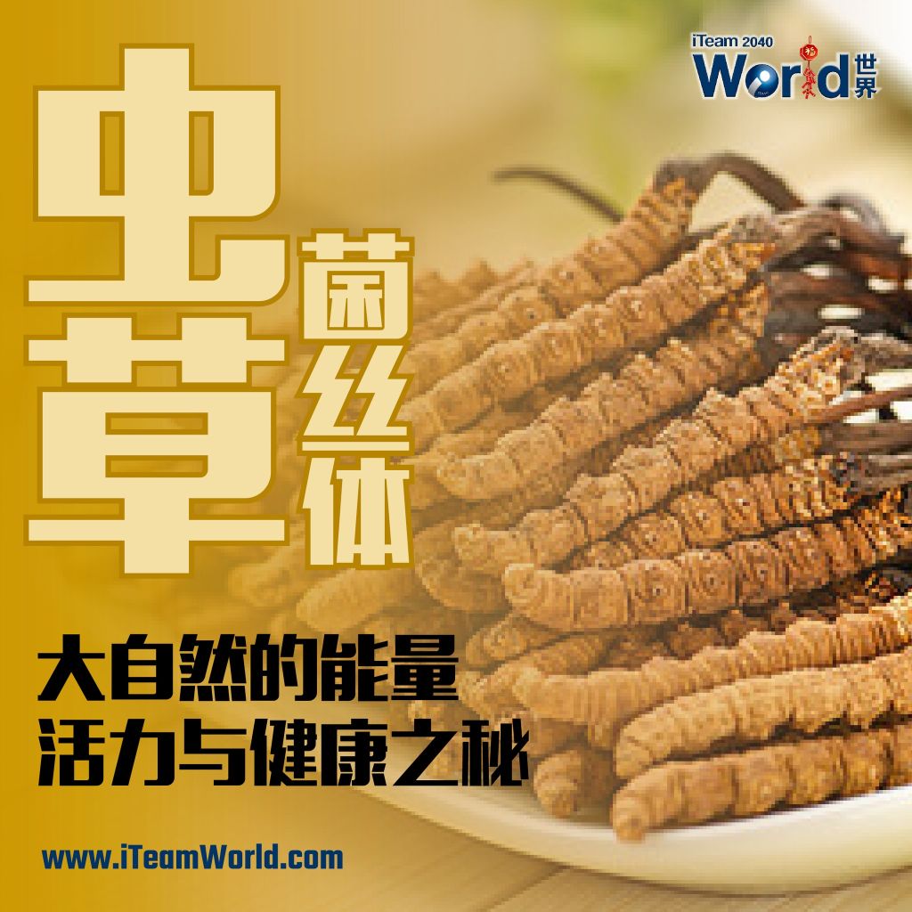 – 虫草菌丝体 1