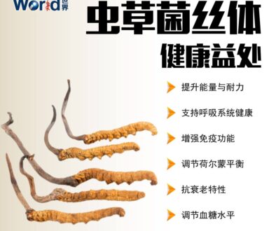 – 虫草菌丝体 2