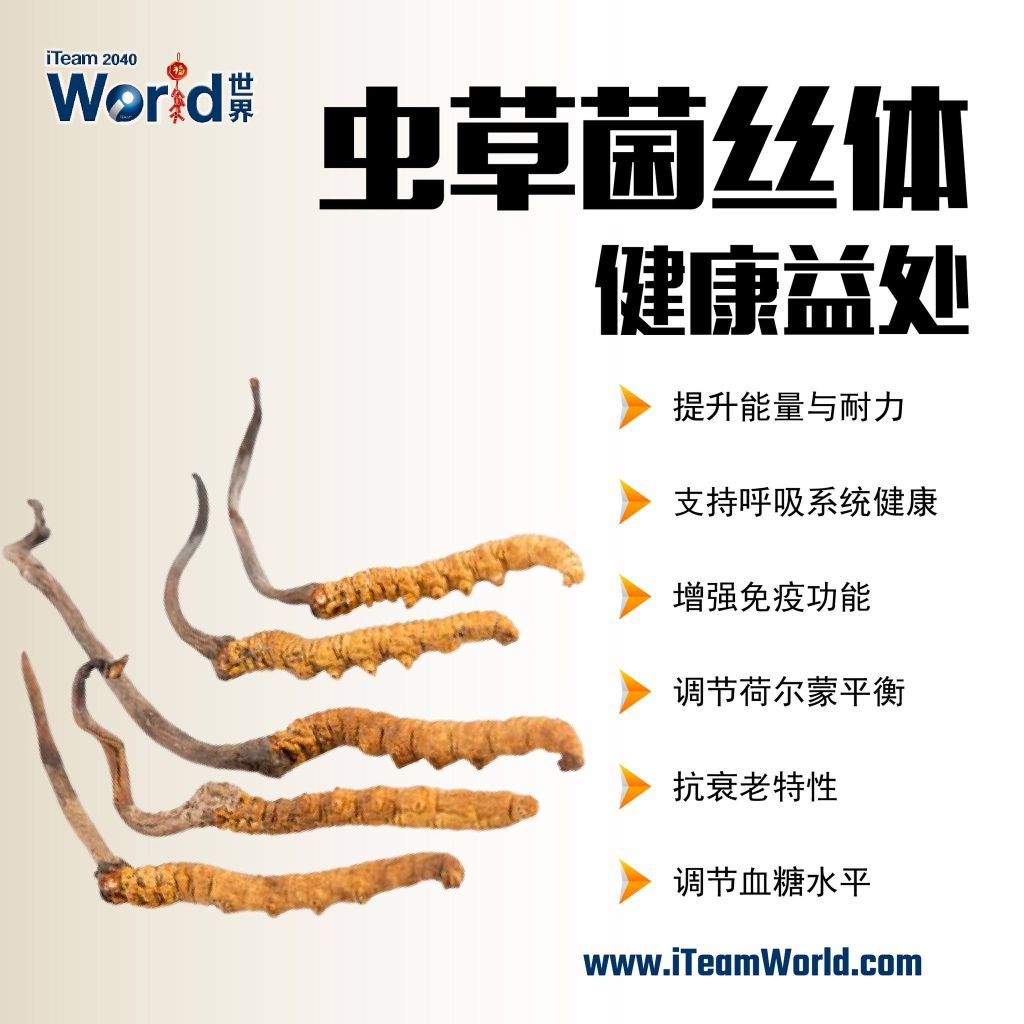 – 虫草菌丝体 2