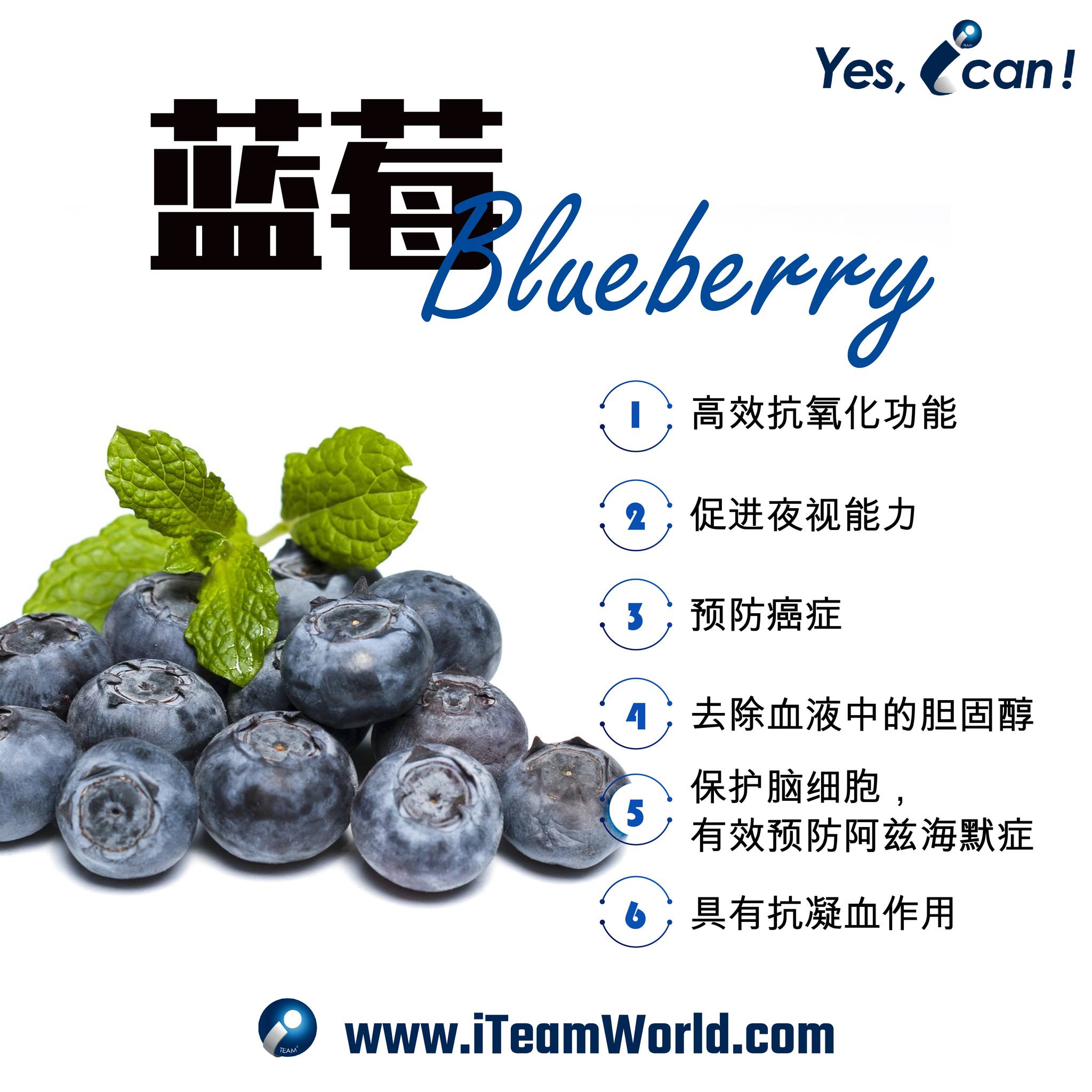 植物性食物 - 蓝莓 Blueberry - 1